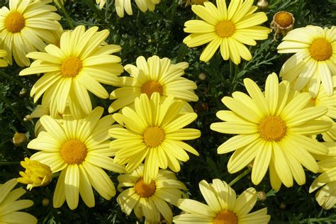 margaritas amarillas - regalan flores amarillas